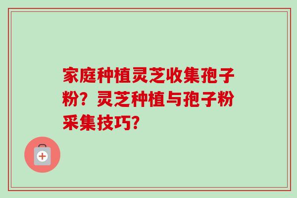 家庭种植灵芝收集孢子粉？灵芝种植与孢子粉采集技巧？-第1张图片-卓越灵芝孢子粉