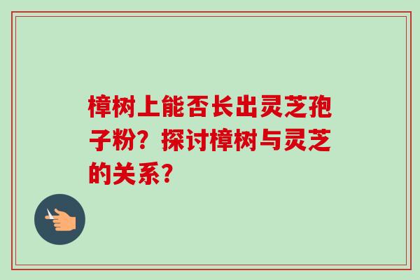樟树上能否长出灵芝孢子粉？探讨樟树与灵芝的关系？-第1张图片-卓越灵芝孢子粉