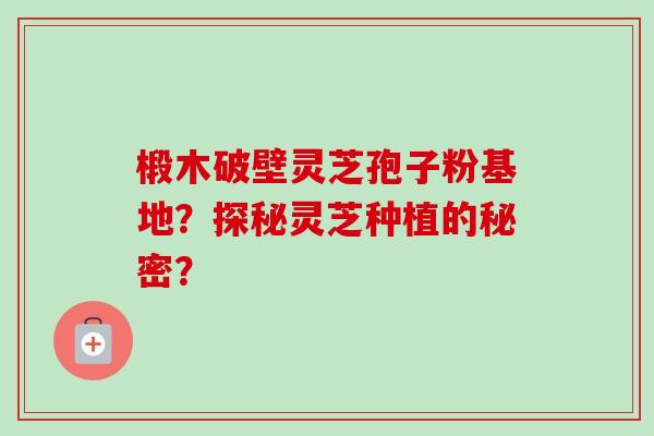 椴木破壁灵芝孢子粉基地？探秘灵芝种植的秘密？-第1张图片-卓越灵芝孢子粉