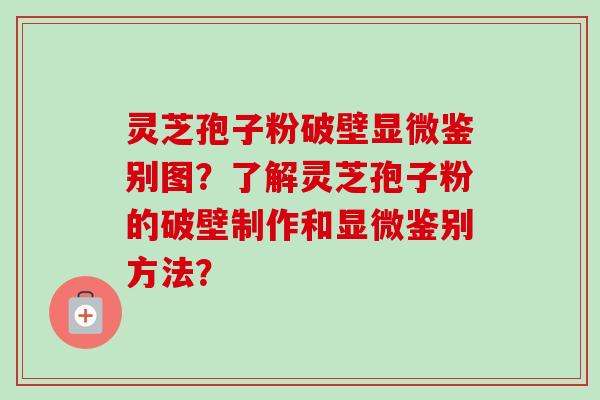 灵芝孢子粉破壁显微鉴别图？了解灵芝孢子粉的破壁制作和显微鉴别方法？-第1张图片-卓越灵芝孢子粉