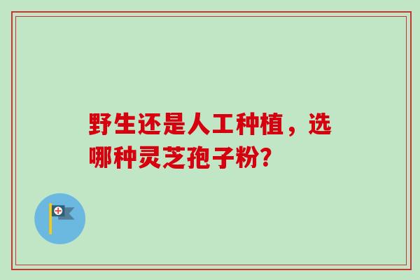 野生还是人工种植，选哪种灵芝孢子粉？-第1张图片-卓越灵芝孢子粉