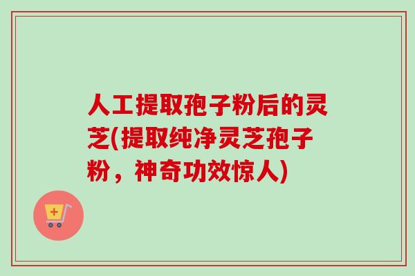 人工提取孢子粉后的灵芝(提取纯净灵芝孢子粉，神奇功效惊人)-第1张图片-卓越灵芝孢子粉