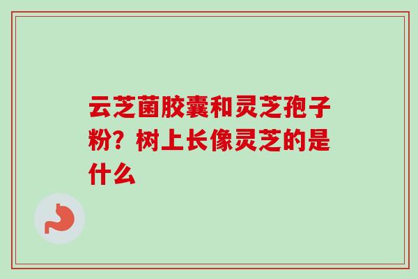 云芝菌胶囊和灵芝孢子粉？树上长像灵芝的是什么-第1张图片-卓越灵芝孢子粉