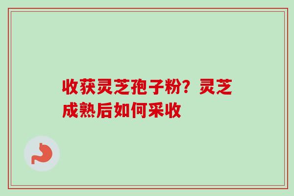 收获灵芝孢子粉？灵芝成熟后如何采收-第1张图片-卓越灵芝孢子粉