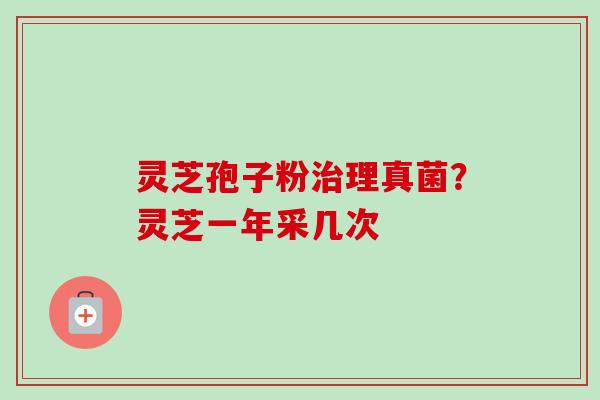 灵芝孢子粉治理真菌？灵芝一年采几次-第1张图片-卓越灵芝孢子粉