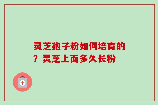 灵芝孢子粉如何培育的？灵芝上面多久长粉-第1张图片-卓越灵芝孢子粉