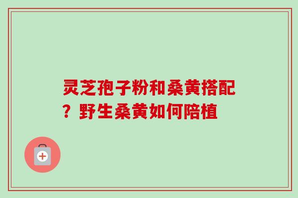 灵芝孢子粉和桑黄搭配？野生桑黄如何陪植-第1张图片-卓越灵芝孢子粉
