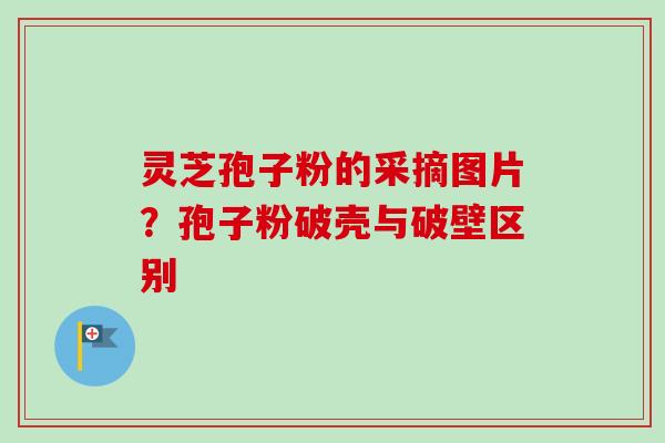 灵芝孢子粉的采摘图片?孢子粉破壳与破壁区别-第1张图片-卓越灵芝孢子粉 灵芝孢子粉的采摘图片?孢子粉破壳与破壁区别-第1张图片-卓越灵芝孢子粉