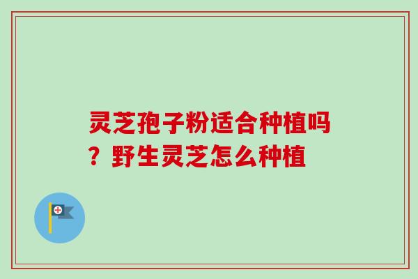 灵芝孢子粉适合种植吗?野生灵芝怎么种植-第1张图片-卓越灵芝孢子粉 灵芝孢子粉适合种植吗?野生灵芝怎么种植-第1张图片-卓越灵芝孢子粉