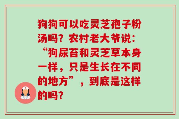 狗狗可以吃灵芝孢子粉汤吗？农村老大爷说：“狗尿苔和灵芝草本身一样，只是生长在不同的地方”，到底是这样的吗？-第1张图片-卓越灵芝孢子粉