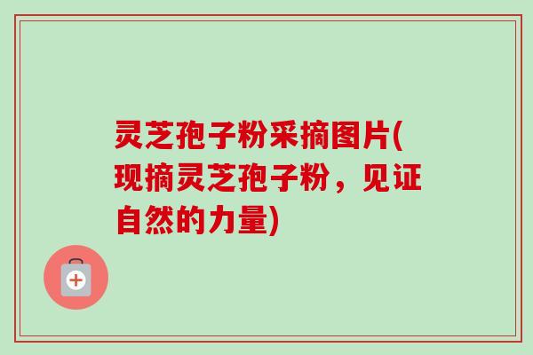 灵芝孢子粉采摘图片(现摘灵芝孢子粉,见证自然的力量)-第1张图片-卓越灵芝孢子粉 灵芝孢子粉采摘图片(现摘灵芝孢子粉,见证自然的力量)-第1张图片-卓越灵芝孢子粉