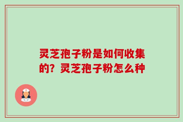 灵芝孢子粉是如何收集的?灵芝孢子粉怎么种-第1张图片-卓越灵芝孢子粉 灵芝孢子粉是如何收集的?灵芝孢子粉怎么种-第1张图片-卓越灵芝孢子粉