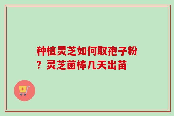 种植灵芝如何取孢子粉？灵芝菌棒几天出苗-第1张图片-卓越灵芝孢子粉