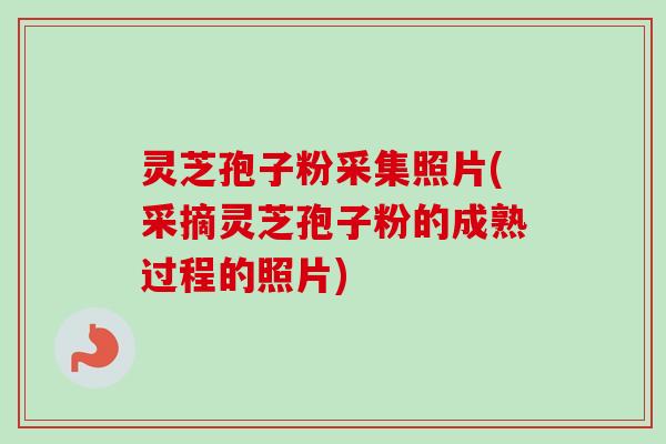 灵芝孢子粉采集照片(采摘灵芝孢子粉的成熟过程的照片)-第1张图片-卓越灵芝孢子粉