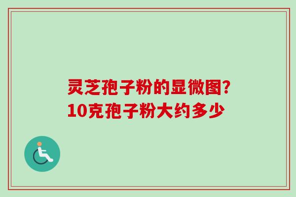 灵芝孢子粉的显微图？10克孢子粉大约多少-第1张图片-卓越灵芝孢子粉