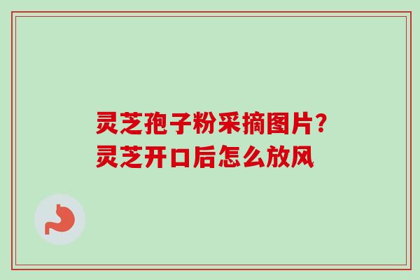 灵芝孢子粉采摘图片？灵芝开口后怎么放风-第1张图片-卓越灵芝孢子粉