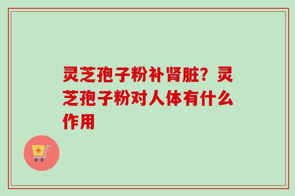 灵芝孢子粉补肾脏？灵芝孢子粉对人体有什么作用-第1张图片-卓越灵芝孢子粉
