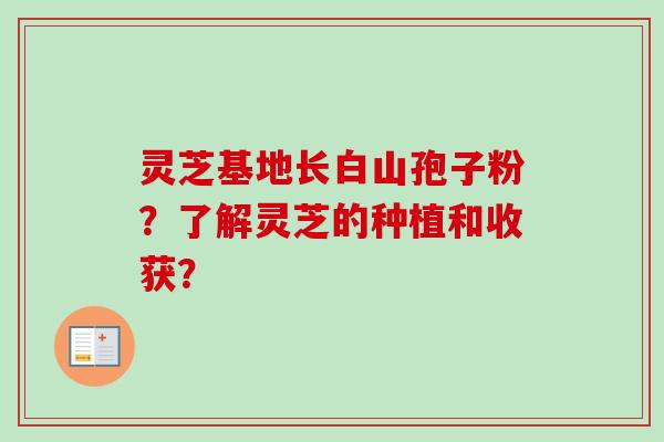 灵芝基地长白山孢子粉?了解灵芝的种植和收获?-第1张图片-卓越灵芝孢子粉 灵芝基地长白山孢子粉?了解灵芝的种植和收获?-第1张图片-卓越灵芝孢子粉