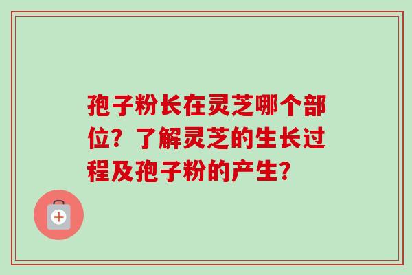 孢子粉长在灵芝哪个部位?了解灵芝的生长过程及孢子粉的产生?-第1张图片-卓越灵芝孢子粉 孢子粉长在灵芝哪个部位?了解灵芝的生长过程及孢子粉的产生?-第1张图片-卓越灵芝孢子粉