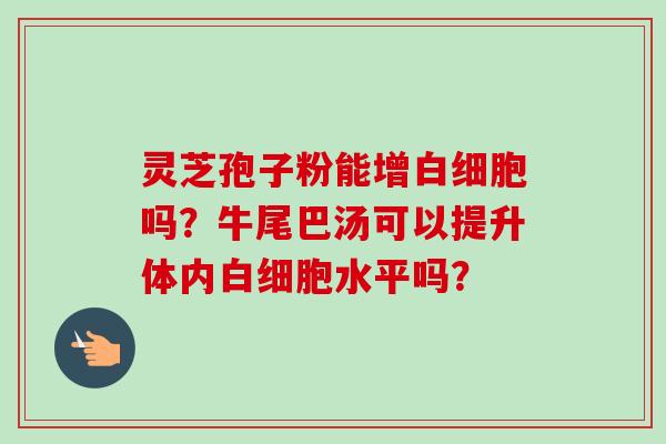 灵芝孢子粉能增白细胞吗？牛尾巴汤可以提升体内白细胞水平吗？-第1张图片-卓越灵芝孢子粉