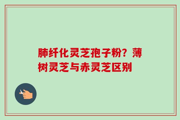 肺纤化灵芝孢子粉?薄树灵芝与赤灵芝区别-第1张图片-卓越灵芝孢子粉 肺纤化灵芝孢子粉?薄树灵芝与赤灵芝区别-第1张图片-卓越灵芝孢子粉