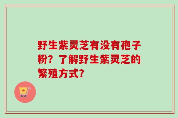 野生紫灵芝有没有孢子粉?了解野生紫灵芝的繁殖方式?-第1张图片-卓越灵芝孢子粉 野生紫灵芝有没有孢子粉?了解野生紫灵芝的繁殖方式?-第1张图片-卓越灵芝孢子粉
