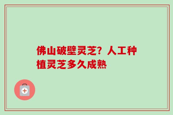 佛山破壁灵芝?人工种植灵芝多久成熟-第1张图片-卓越灵芝孢子粉 佛山破壁灵芝?人工种植灵芝多久成熟-第1张图片-卓越灵芝孢子粉