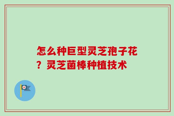 怎么种巨型灵芝孢子花？灵芝菌棒种植技术-第1张图片-卓越灵芝孢子粉