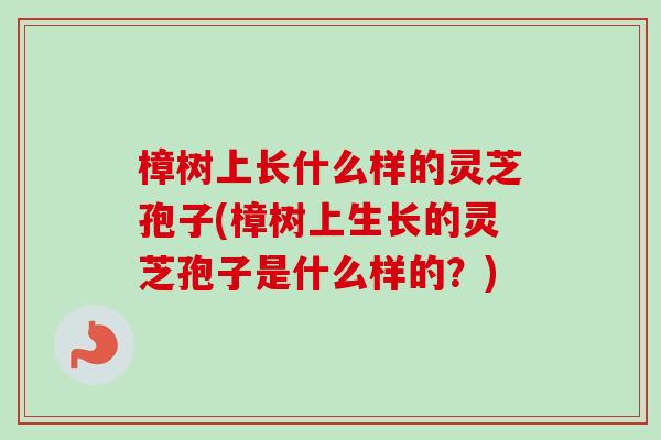 樟树上长什么样的灵芝孢子(樟树上生长的灵芝孢子是什么样的？)-第1张图片-卓越灵芝孢子粉