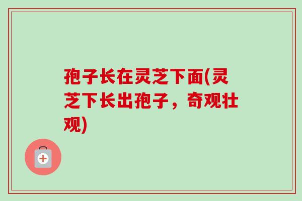 孢子长在灵芝下面(灵芝下长出孢子,奇观壮观)-第1张图片-卓越灵芝孢子粉 孢子长在灵芝下面(灵芝下长出孢子,奇观壮观)-第1张图片-卓越灵芝孢子粉