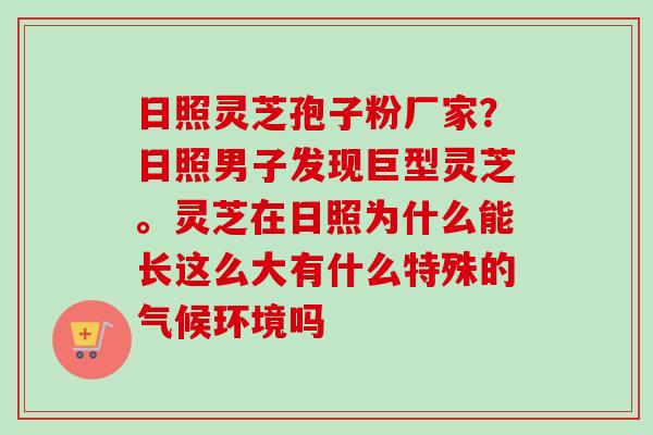 日照灵芝孢子粉厂家？日照男子发现巨型灵芝。灵芝在日照为什么能长这么大有什么特殊的气候环境吗-第1张图片-卓越灵芝孢子粉