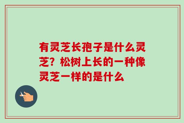 有灵芝长孢子是什么灵芝?松树上长的一种像灵芝一样的是什么-第1张图片-卓越灵芝孢子粉 有灵芝长孢子是什么灵芝?松树上长的一种像灵芝一样的是什么-第1张图片-卓越灵芝孢子粉