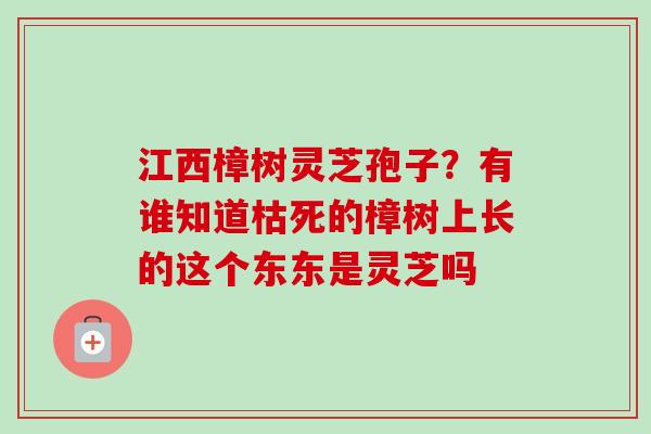 江西樟树灵芝孢子?有谁知道枯死的樟树上长的这个东东是灵芝吗-第1张图片-卓越灵芝孢子粉 江西樟树灵芝孢子?有谁知道枯死的樟树上长的这个东东是灵芝吗-第1张图片-卓越灵芝孢子粉