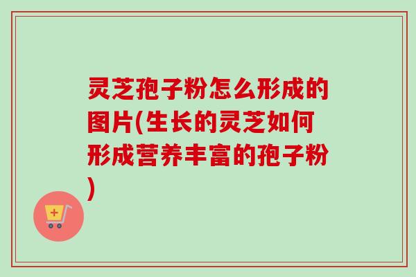 灵芝孢子粉怎么形成的图片(生长的灵芝如何形成营养丰富的孢子粉)-第1张图片-卓越灵芝孢子粉 灵芝孢子粉怎么形成的图片(生长的灵芝如何形成营养丰富的孢子粉)-第1张图片-卓越灵芝孢子粉