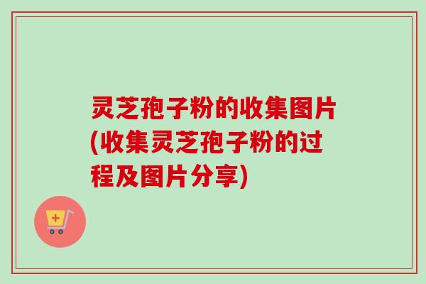 灵芝孢子粉的收集图片(收集灵芝孢子粉的过程及图片分享)-第1张图片-卓越灵芝孢子粉