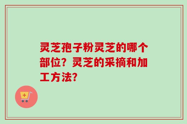 灵芝孢子粉灵芝的哪个部位？灵芝的采摘和加工方法？-第1张图片-卓越灵芝孢子粉