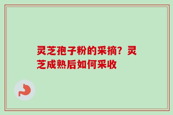 灵芝孢子粉的采摘？灵芝成熟后如何采收-第1张图片-卓越灵芝孢子粉