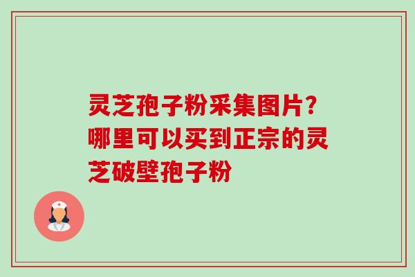 灵芝孢子粉采集图片？哪里可以买到正宗的灵芝破壁孢子粉-第1张图片-卓越灵芝孢子粉