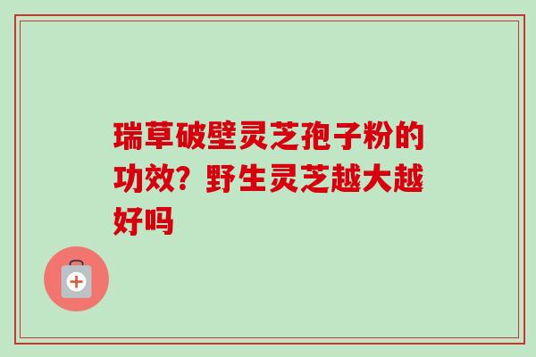 瑞草破壁灵芝孢子粉的功效?野生灵芝越大越好吗-第1张图片-卓越灵芝孢子粉 瑞草破壁灵芝孢子粉的功效?野生灵芝越大越好吗-第1张图片-卓越灵芝孢子粉