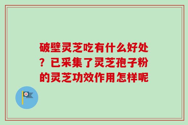 破壁灵芝吃有什么好处?已采集了灵芝孢子粉的灵芝功效作用怎样呢-第1张图片-卓越灵芝孢子粉 破壁灵芝吃有什么好处?已采集了灵芝孢子粉的灵芝功效作用怎样呢-第1张图片-卓越灵芝孢子粉
