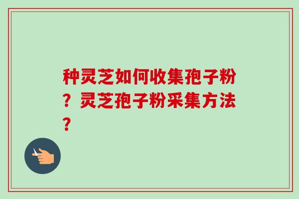种灵芝如何收集孢子粉?灵芝孢子粉采集方法?-第1张图片-卓越灵芝孢子粉 种灵芝如何收集孢子粉?灵芝孢子粉采集方法?-第1张图片-卓越灵芝孢子粉