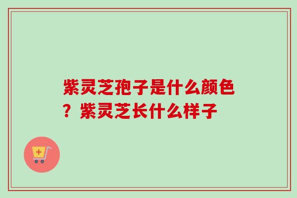 紫灵芝孢子是什么颜色?紫灵芝长什么样子-第1张图片-卓越灵芝孢子粉 紫灵芝孢子是什么颜色?紫灵芝长什么样子-第1张图片-卓越灵芝孢子粉
