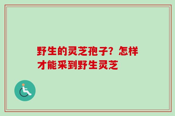 野生的灵芝孢子？怎样才能采到野生灵芝-第1张图片-卓越灵芝孢子粉
