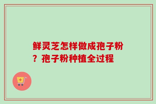 鲜灵芝怎样做成孢子粉？孢子粉种植全过程-第1张图片-卓越灵芝孢子粉