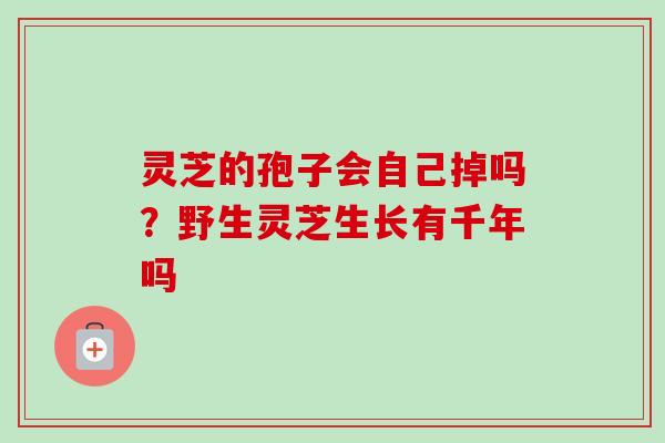 灵芝的孢子会自己掉吗？野生灵芝生长有千年吗-第1张图片-卓越灵芝孢子粉
