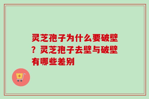 灵芝孢子为什么要破壁？灵芝孢子去壁与破壁有哪些差别-第1张图片-卓越灵芝孢子粉