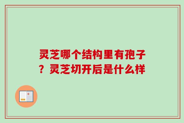 灵芝哪个结构里有孢子?灵芝切开后是什么样-第1张图片-卓越灵芝孢子粉 灵芝哪个结构里有孢子?灵芝切开后是什么样-第1张图片-卓越灵芝孢子粉