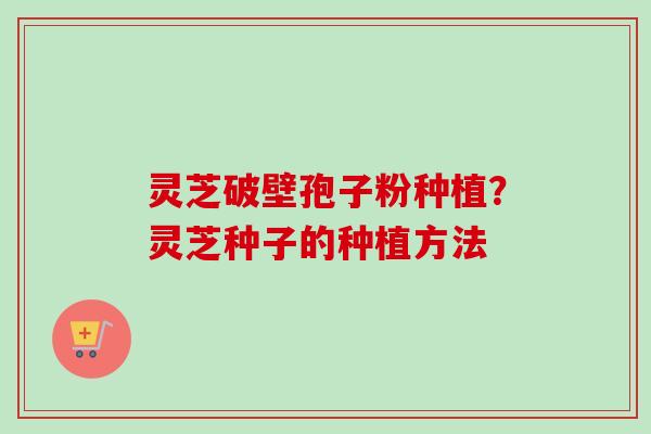 灵芝破壁孢子粉种植？灵芝种子的种植方法-第1张图片-卓越灵芝孢子粉