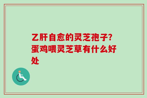 乙肝自愈的灵芝孢子？蛋鸡喂灵芝草有什么好处-第1张图片-卓越灵芝孢子粉
