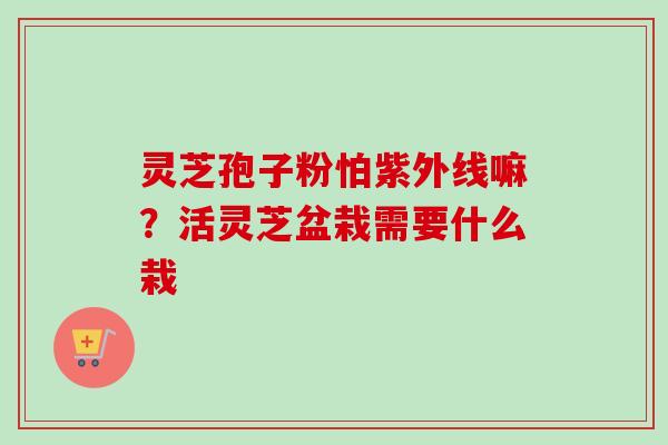 灵芝孢子粉怕紫外线嘛？活灵芝盆栽需要什么栽-第1张图片-卓越灵芝孢子粉